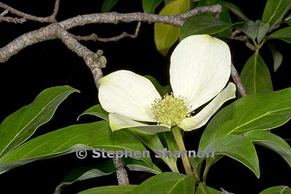 cornus capitata 2 graphic